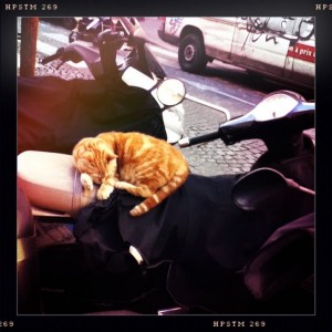 Napping Cat in Paris Napping Cat in Paris