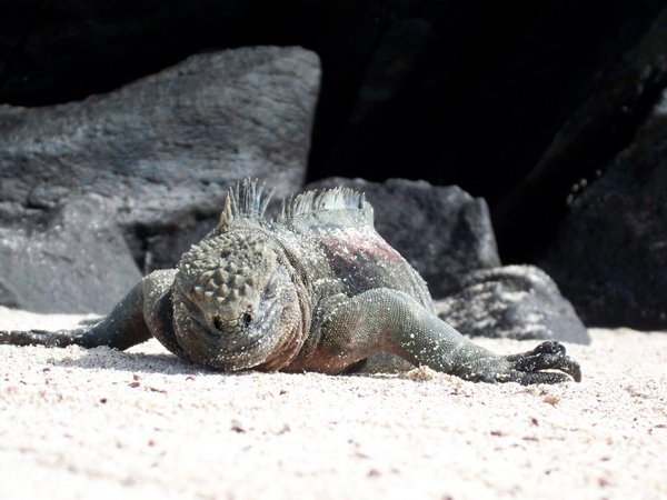 Galapagos Islands