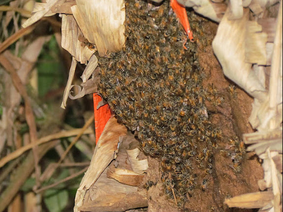 Beehive_01