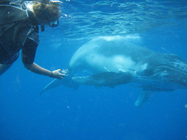 Humpback Whales in Tonga
