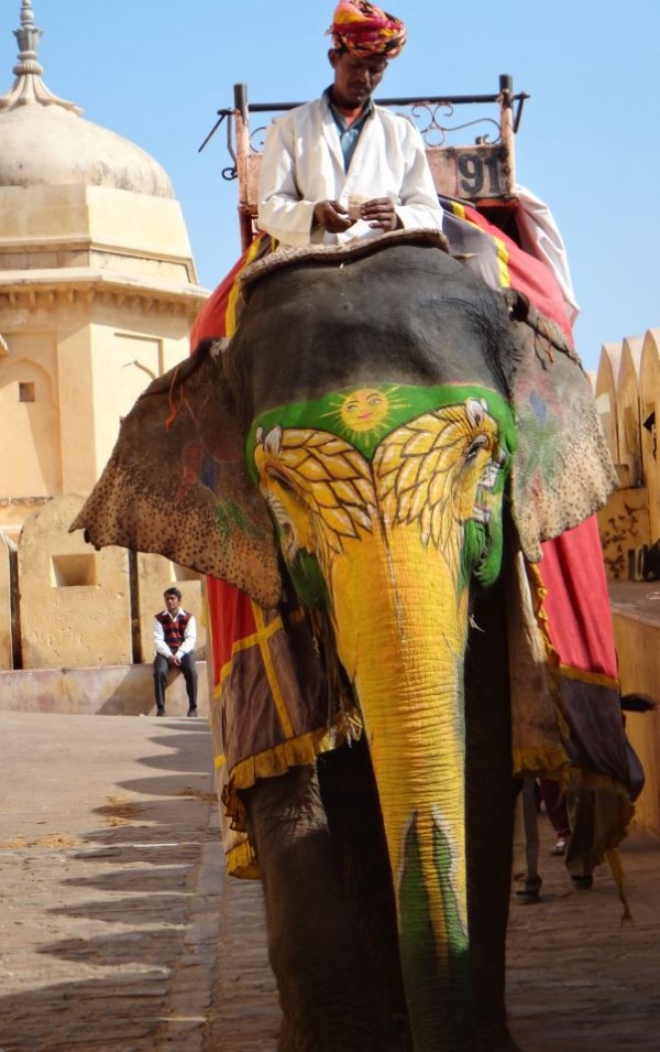 Jaipur elephant Photo friday