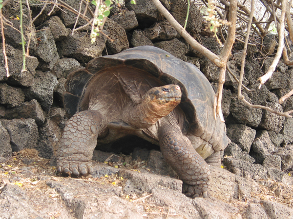 lonesomegeorge