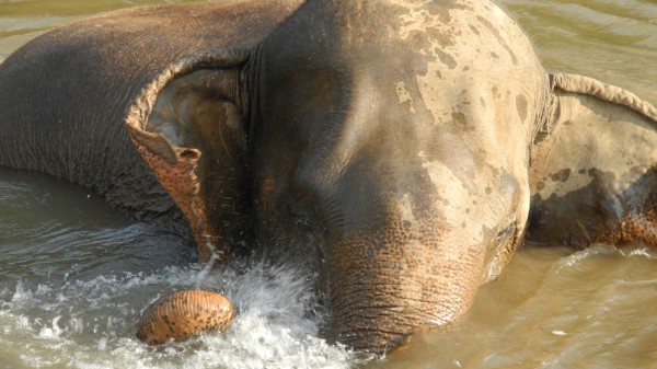 elephant3