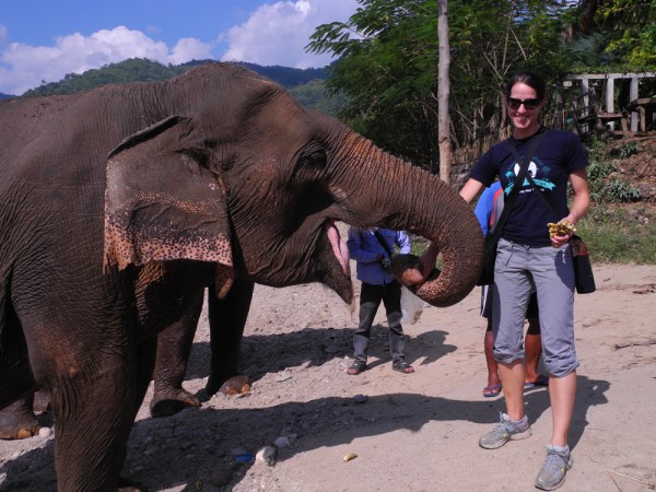 elephant2