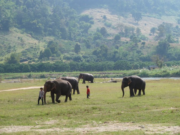 elephants