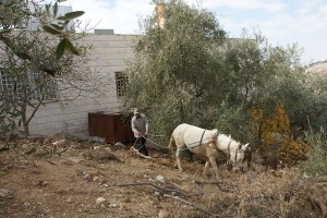 jordan plow horse