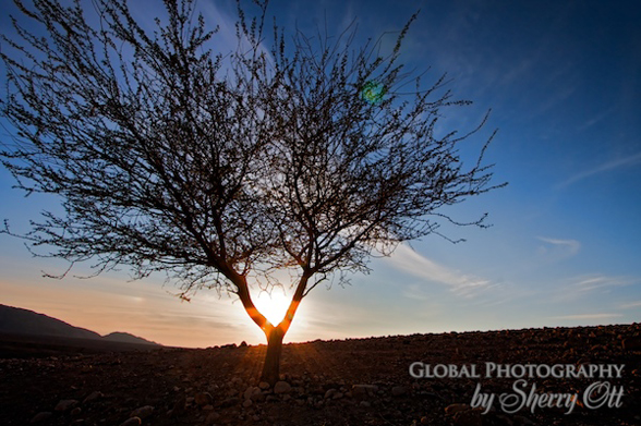 Tree of Life